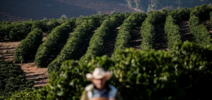 Com projeção de melhores safras, café e cana-de-açúcar podem ter queda de preço