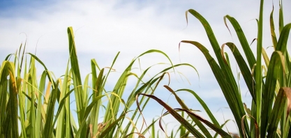 Começa a colheita da cana-de-açúcar no norte do estado