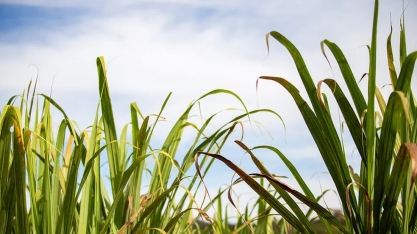 Começa a colheita da cana-de-açúcar no norte do estado