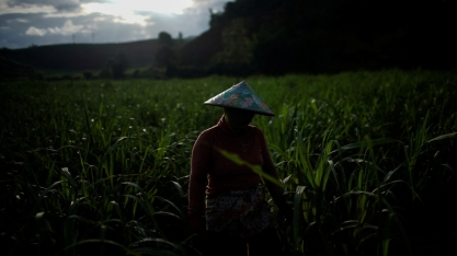 China deve produzir 10 mi t de açúcar em 22/23, diz USDA; aumento de 400 mil t