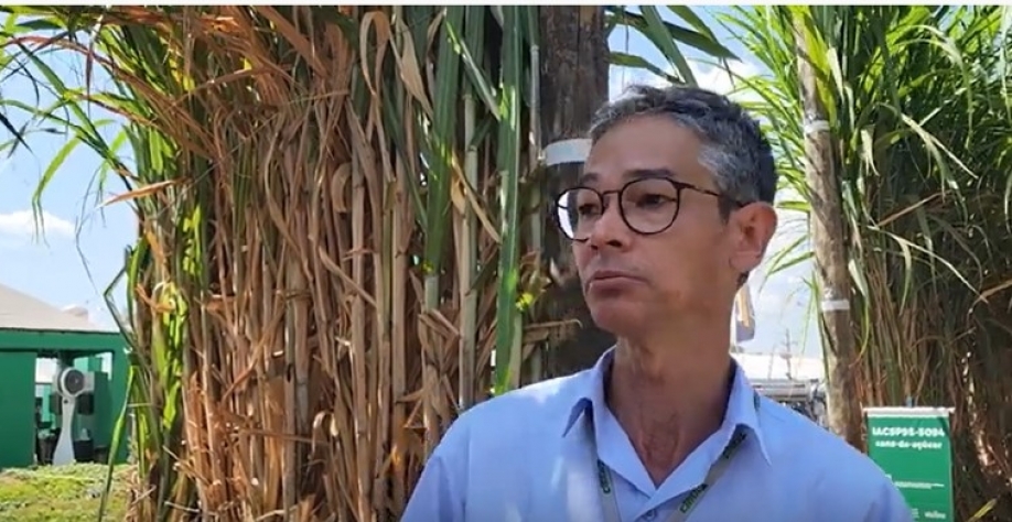 O pesquisador científico do Instituto Agronômico, Mauro Xavier, fala sobre as variedades de cana personalizadas