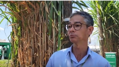 IAC desenvolve variedades de cana para a produção de cachaça, garapa, rapadura, melado, açúcar mascavo e alimento animal