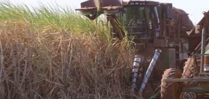 Rendimento médio da produção da cana-de-açúcar diminuiu em Goiás