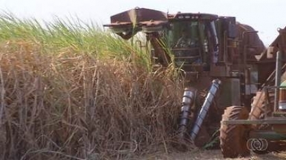 Rendimento médio da produção da cana-de-açúcar diminuiu em Goiás