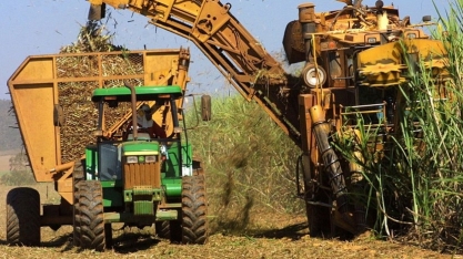 Sindaçúcar-AL aposta em safra de crescimento em 22/23
