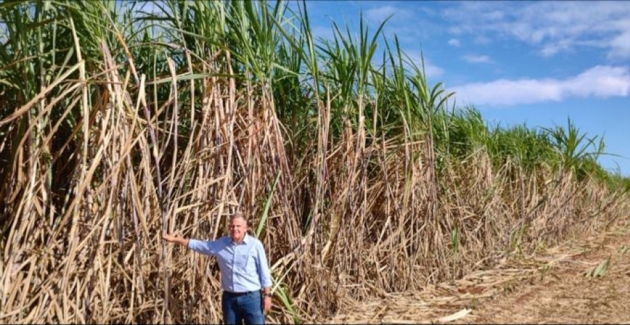 Jaime Stupiello nos canaviais da Nardini em Aporé, GO