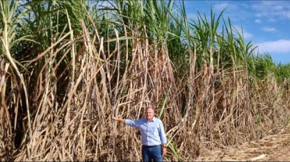 Canaviais da Nardini Agroindustrial unidade Aporé, em Goiás, estão em pleno desenvolvimento