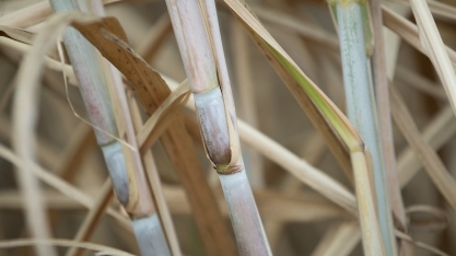 Cana-de-açúcar: previsão de aumento na safra 2022/2023