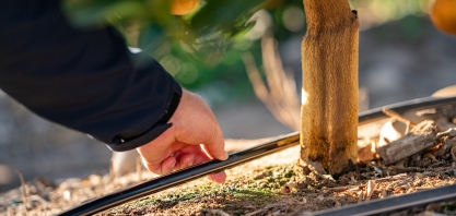 Irrigação localizada ajuda a reduzir custos com energia elétrica