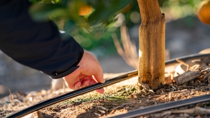 Irrigação localizada ajuda a reduzir custos com energia elétrica