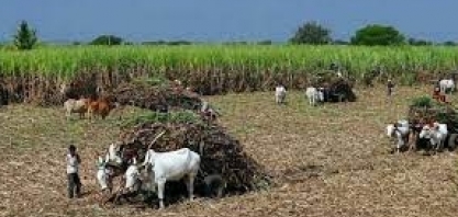 Índia diz que não há novos planos para conter exportações de alimentos