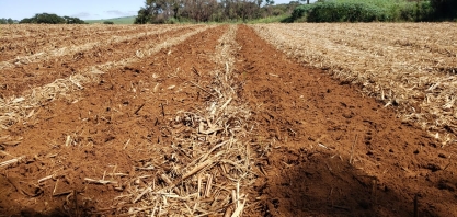 Incorporar a palha da cana reduz o risco de incêndio