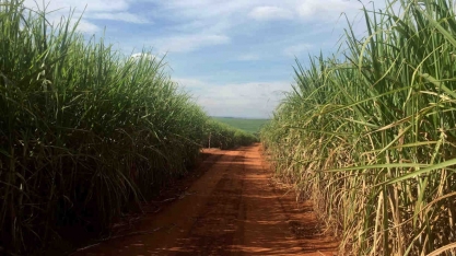 São Martinho (SMTO3) estima alta de 2% na moagem de cana da safra 22/23, investimento avança 6,4%