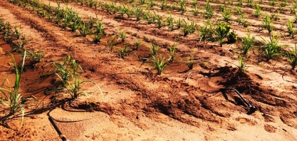 Aplicar nutrientes via gotejo permite suprir necessidade nutricional da cana e alcançar real redução de custos