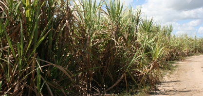 RB92579 é um bom exemplo de que não se deve desenvolver uma variedade de cana pensando unicamente na área agrícola