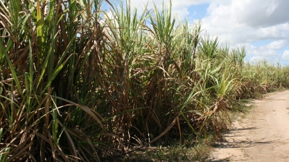 RB92579 é um bom exemplo de que não se deve desenvolver uma variedade de cana pensando unicamente na área agrícola