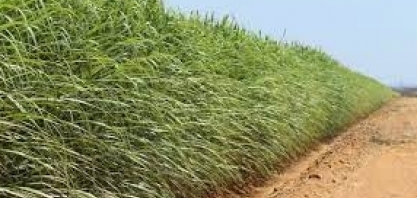 Bevap colhe frutos da aposta na irrigação