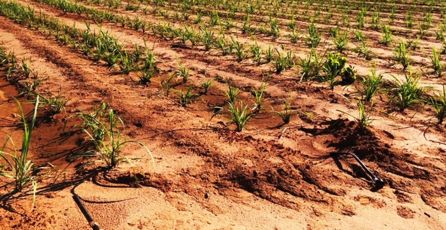 Nutrientes aplicados via gotejamento serão solubilizados instantaneamente, ficando imediatamente disponíveis para a planta. Foto: Divulgação Netafim