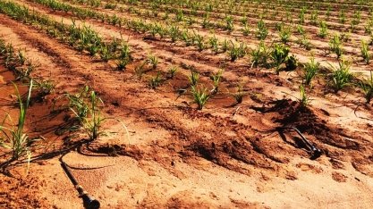 Aplicar nutrientes via gotejo permite suprir necessidade nutricional da cana e alcançar real redução de custos