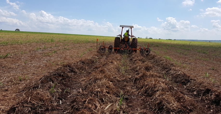 Crédito foto: ALVES, Roberto Teixeira - Embrapa