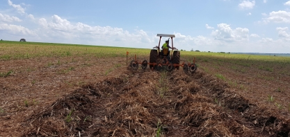 Os benefícios de aleirar a palha da cana no período de outono/inverno
