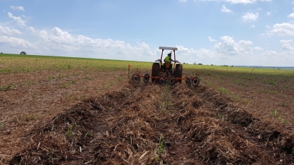 Os benefícios de aleirar a palha da cana no período de outono/inverno