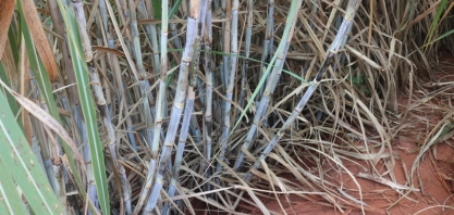 TECNOLOGIA: Produtores rurais investem no manejo da cana-planta, aumentam produtividade e reduzem custos