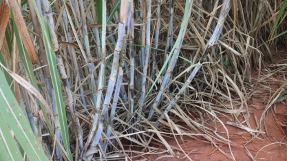  TECNOLOGIA: Produtores rurais investem no manejo da cana-planta, aumentam produtividade e reduzem custos