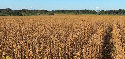  Cooperado aumenta em 17% sua produtividade em soja