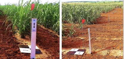 CopaCana – a Copa do Mundo de variedades de cana-de-açúcar movimenta setor sucroenergético