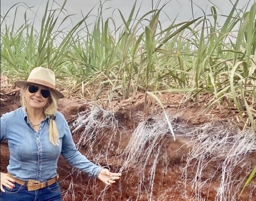 Inês confere o sistema radicular da cana