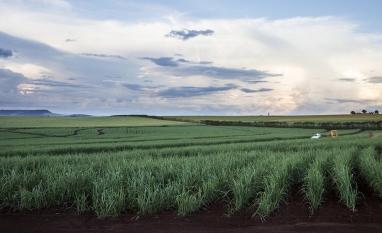 Bureau Veritas valida primeiro programa de emissão de Títulos Verdes para produtores de cana-de-açúcar