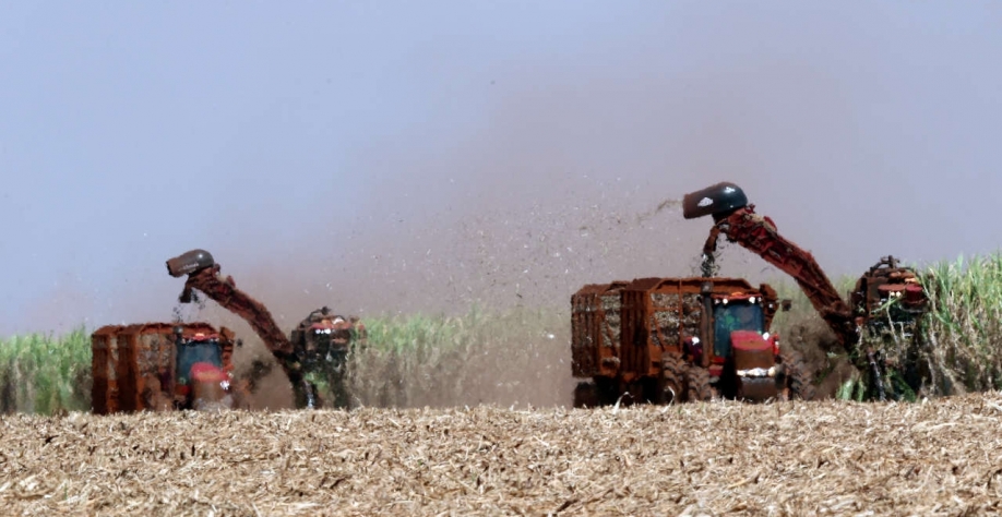 Ausência de chuvas favorece a moagem, mas a persistência pode prejudicar a cana (Imagem: REUTERS/Paulo Whitaker)
