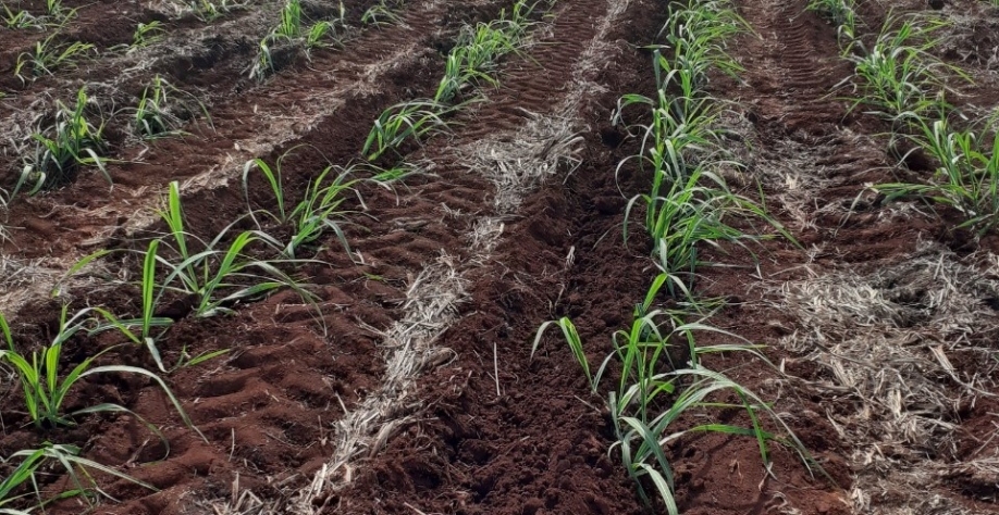 Aumento de produtividade das áreas irrigadas via gotejo dilui melhor os custos com o uso de fertilizantes. Foto: Divulgação Netafim