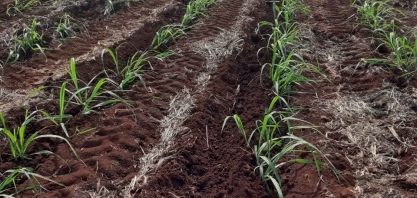 Diminuir uso de fertilizantes não é o melhor caminho para reduzir o custo da produção de cana