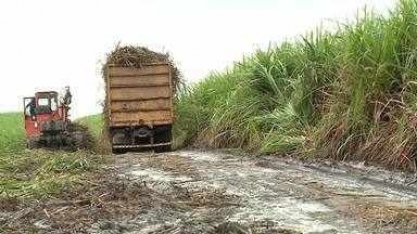 Chuvas afetam produção de cana em Alagoas