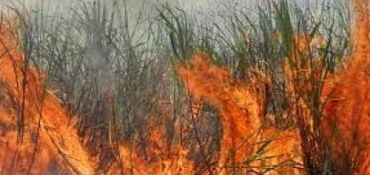 Incêndio – a nova praga que destrói os canaviais – é o tema da próxima live da CanaOnline