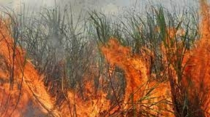 Incêndio – a nova praga que destrói os canaviais – é o tema da próxima live da CanaOnline