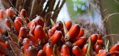 RenovaCalc vai incorporar o óleo de palma na rota de biodiesel