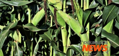 Etanol de milho é realidade e exigirá mais da classe produtora e da ciência
