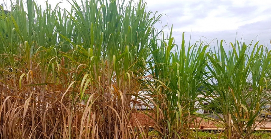 Crédito: Fernando Henrique Silva Garcia