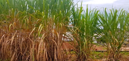 Esalq - Painéis temáticos trarão o estado da arte na cadeia da cana-de-açúcar durante a 4ª edição do Esalqshow