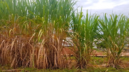 Esalq - Painéis temáticos trarão o estado da arte na cadeia da cana-de-açúcar durante a 4ª edição do Esalqshow