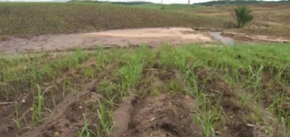 Chuvas destroem plantações e afetam a safra de cana