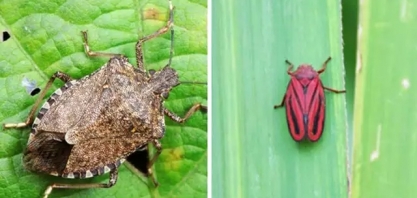 Insetos sugadores e bicudo são os maiores desafios da produtividade agrícola