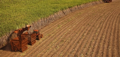 Moagem na primeira quinzena de junho cresce 5,8%