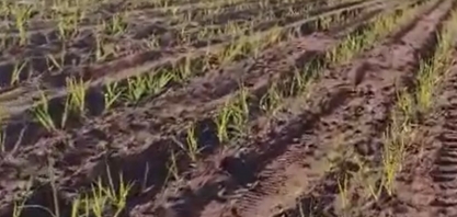 Reparem o desenvolvimento dessa cana plantada com máquina, 35 dias pós plantio em rotação com amendoim