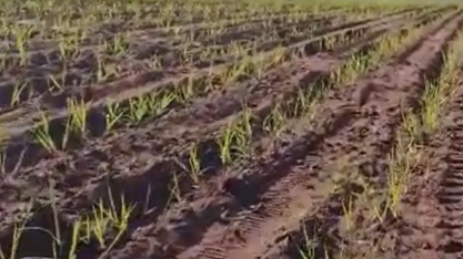 Reparem o desenvolvimento dessa cana plantada com máquina, 35 dias pós plantio em rotação com amendoim