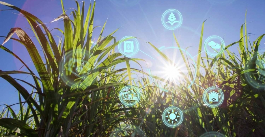 Cadeias produtivas do agro, como a da cana-de-açúcar, investem na tecnologia. GanChaonanGettyimages