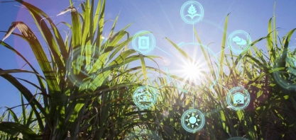 Blockchain vai ao canavial para ajudar a produzir açúcar
